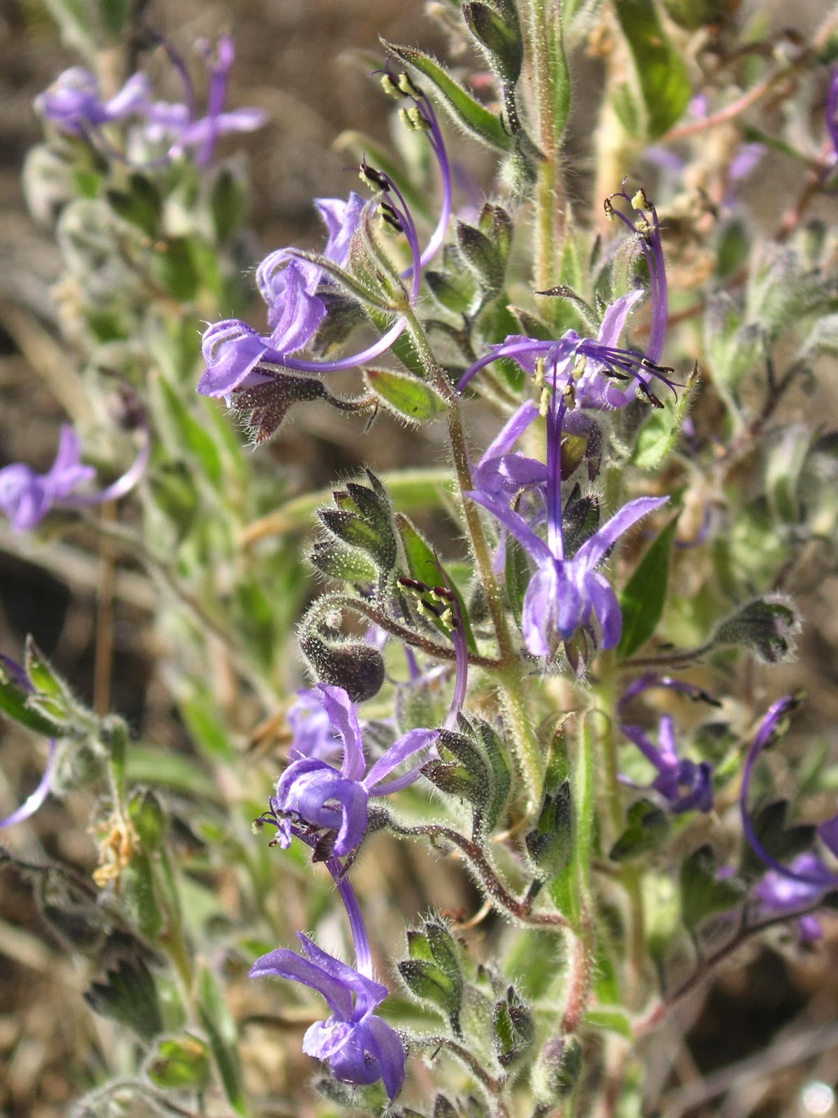 Nature ID vinegar weed 11/17/13 Garland Ranch