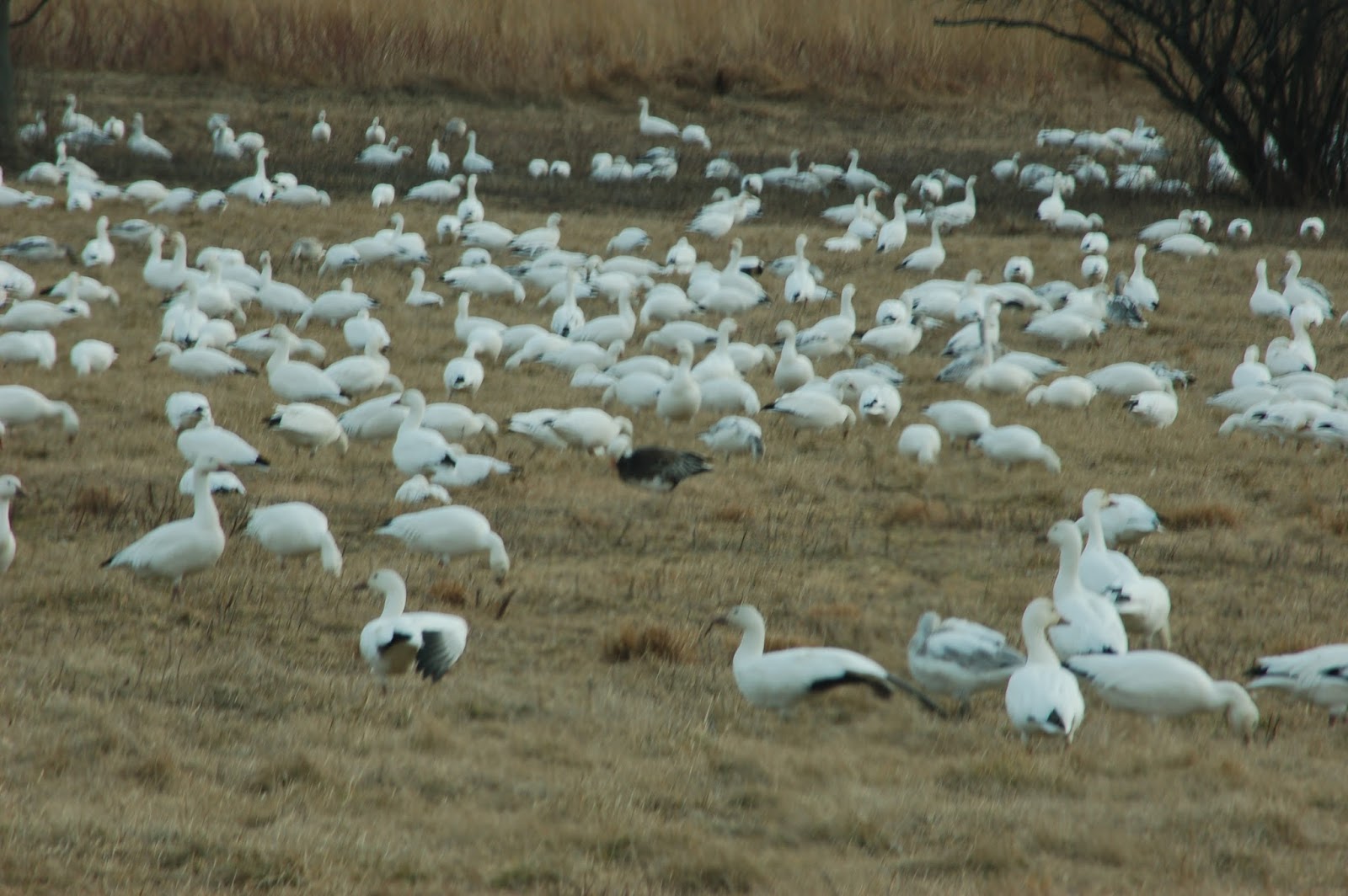 Native Plant Action Network SNOW GEESE AND TUNDRA SWANS AT MIDDLE CREEK