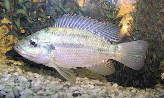 Slapiya Fish Greek Aquaponics Ενυδρειοπονία: ΕΙΔΗ ΚΑΤΑΛΛΗΛΩΝ ΨΑΡΙΩΝ
