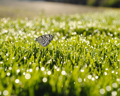 butterfly-nice-picture