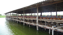 fish chickens aqua form fertilizer shit