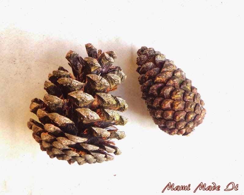 Pine Cones - Kiefernzapfen