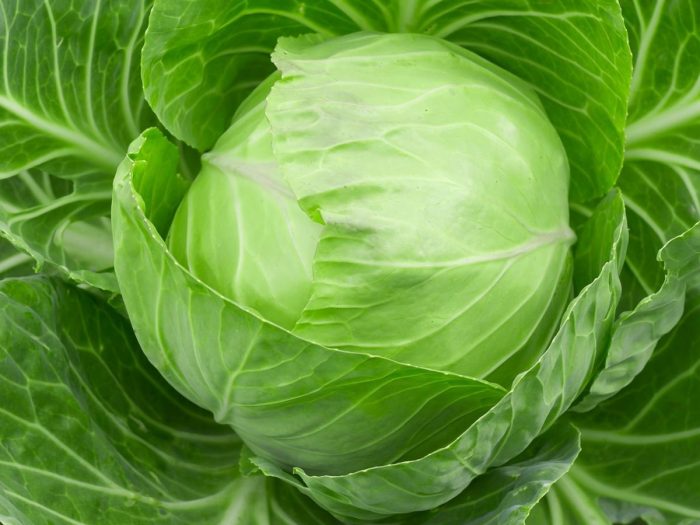 What's New and Beneficial About Cabbage