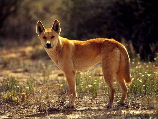 the american dingo