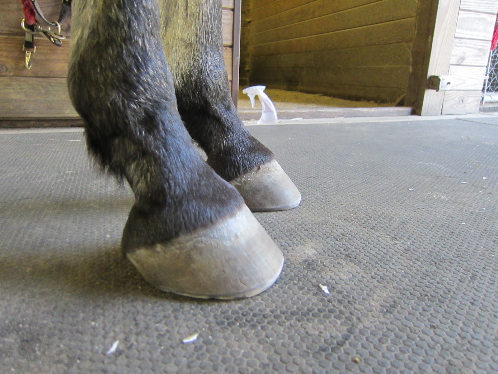 Memoirs of a Horse Girl My Barefoot Horse Hoofwall Update and "Boot Club"