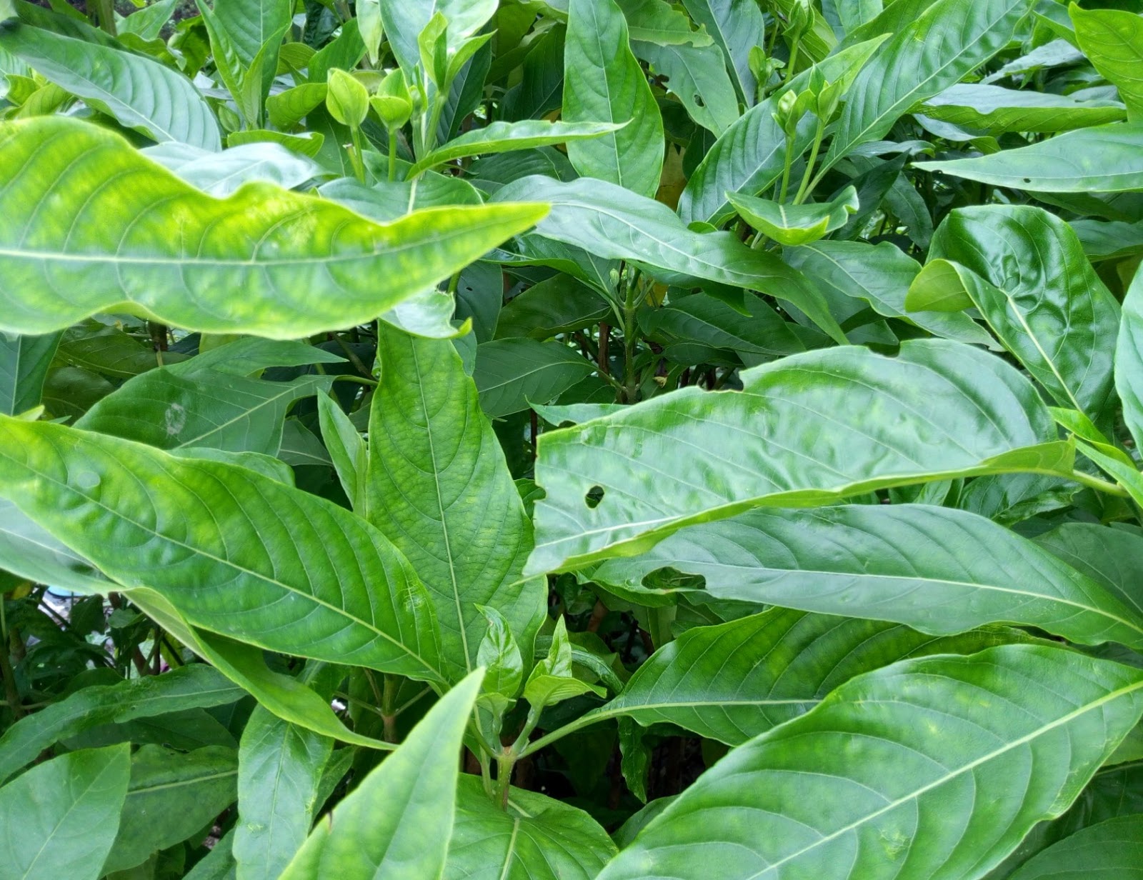 Indian medicinal plant benefits Anihorti
