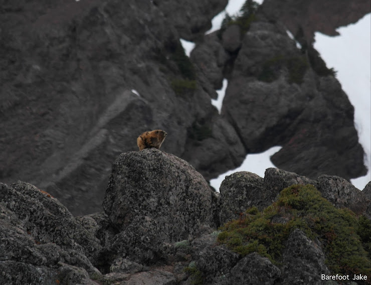 Olympic Marmot