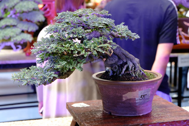 bonsai tree entry at sanib pwersa 2019