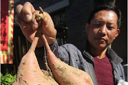 بطاطا حلوة وزنها يعادل 20 ضعف لحبة البطاطا الطبيعية Solanum tuberosum