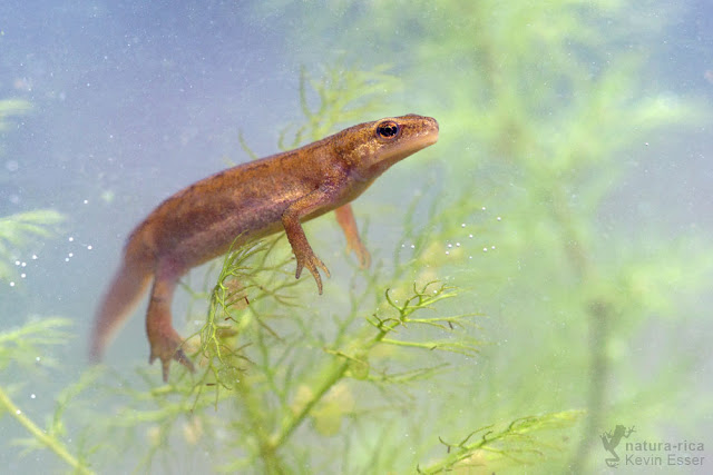 Palmate newt - Lissotriton helveticus