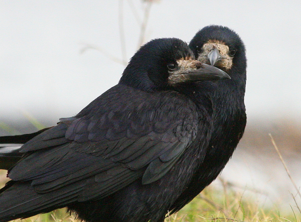 A life at the shoreline. .. by Jeff Copner : Amorous Rook