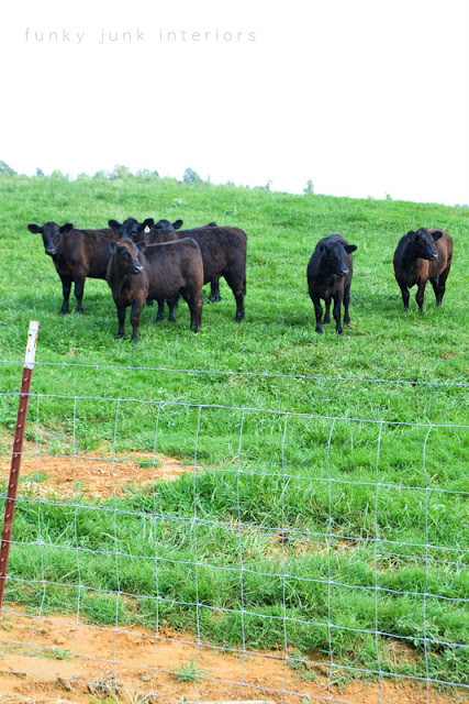 cows in a field via Funky Junk Interiors