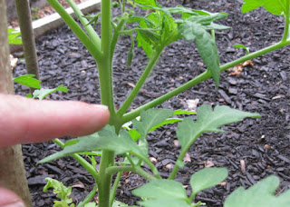 cara menanam tomat agar cepat berbuah