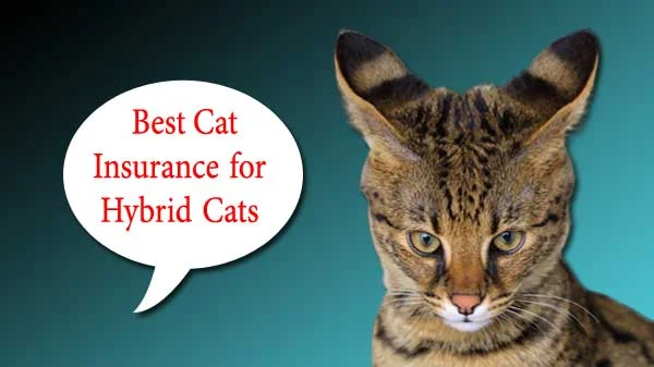 Best Cat Insurance for Hybrid Cats