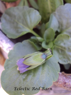 Purple pansy bud just beginning to open