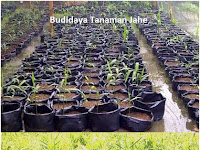 Beberapa Keuntungan Budidaya Tanaman Jahe Dalam Polybag