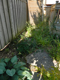Bedford Park garden cleanup before Paul Jung Toronto Gardening Services