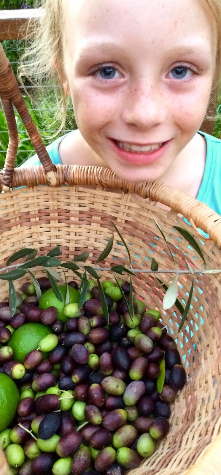 Harvesting Olives at Home Our Permaculture Life