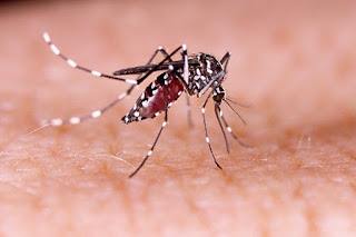 ciri khas nyamuk demam berdarah