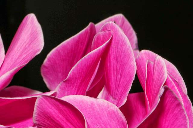 Cyclamen Flower Photo Project: With Canon EOS 70D and EF-S 18-135mm IS STM Lens Photo: © Vernon Chalmers