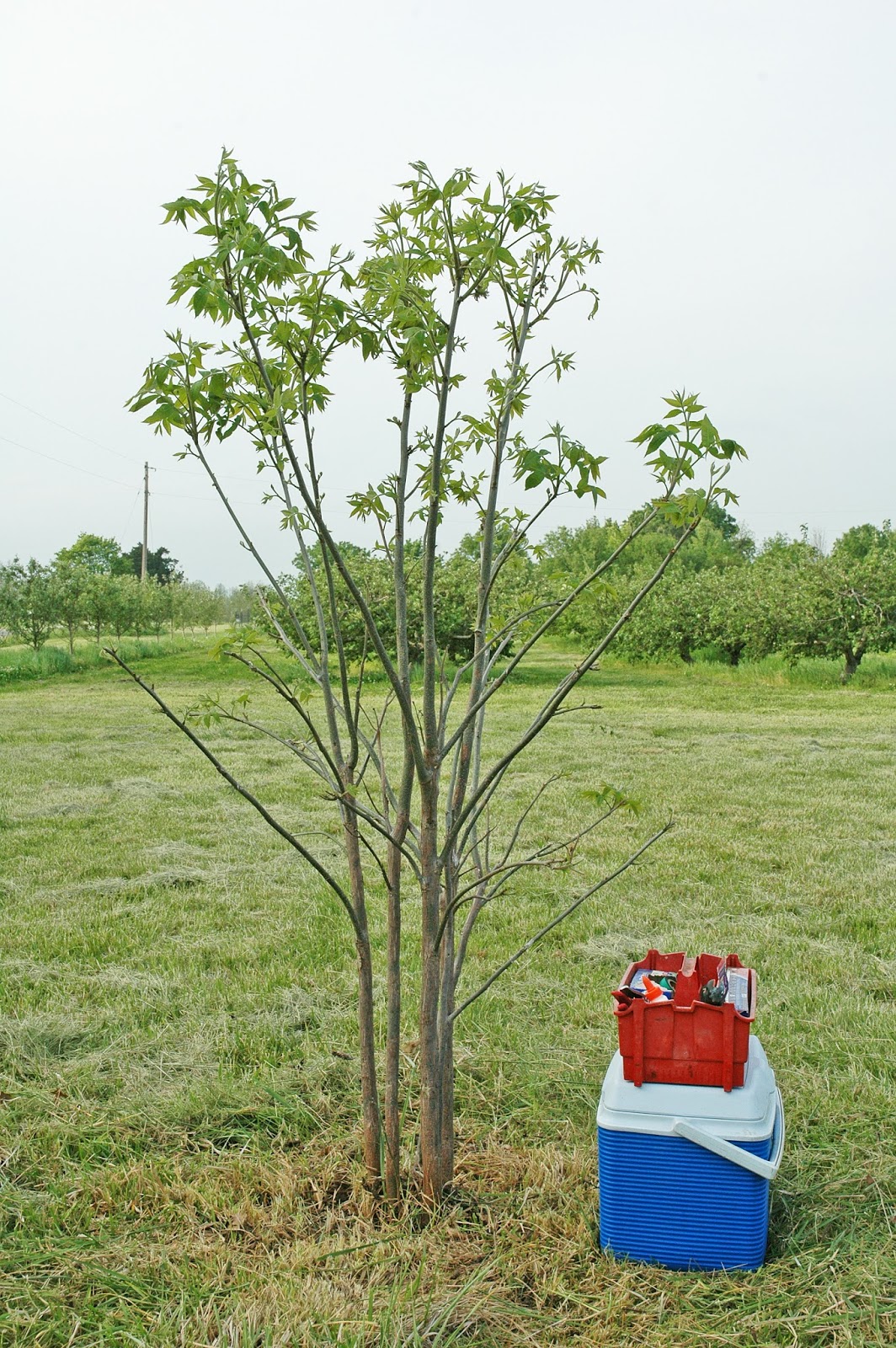Northern Pecans Grafting a pasture pecan tree