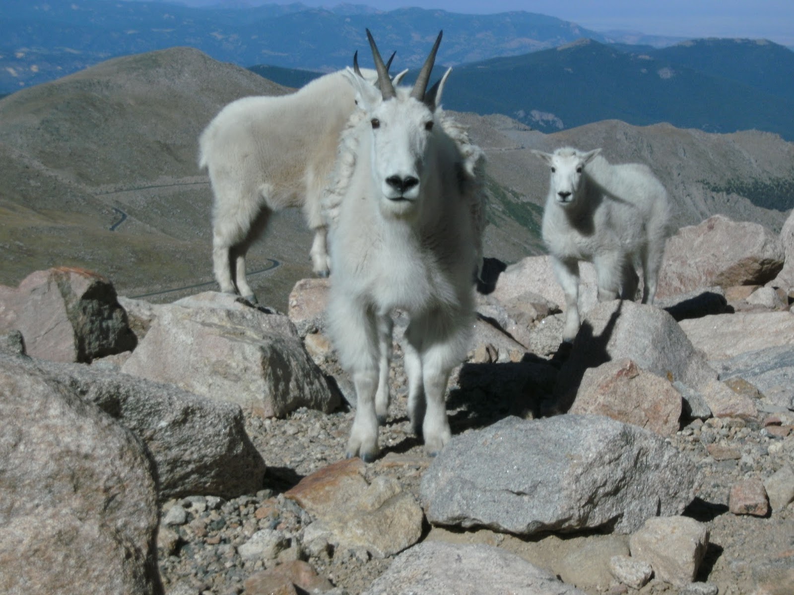 Explore Colorado Mount Evans Mountain Goats and Big Horn Sheep