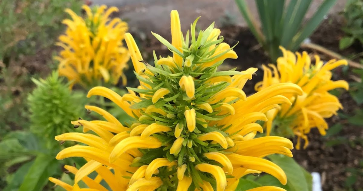 Aprille�s SoCal Gardening Yellow Brazilian Plume Flower