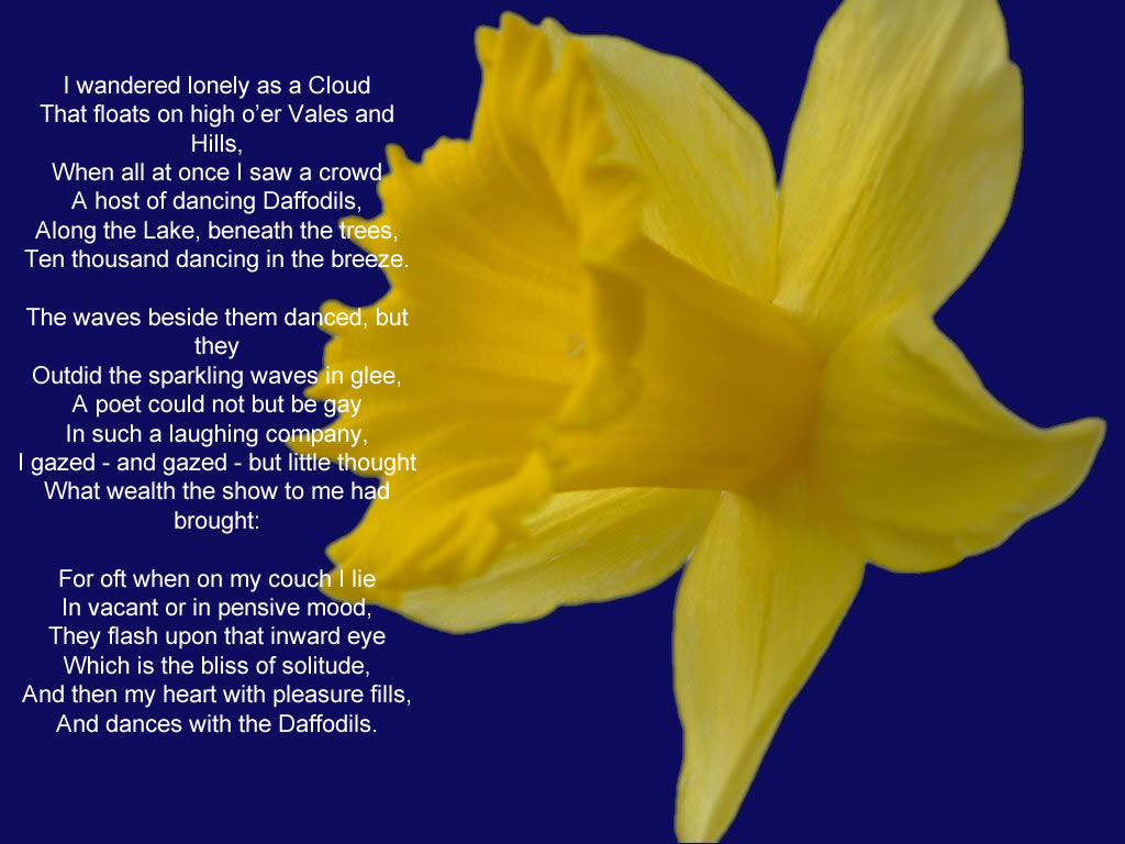 Daffodils