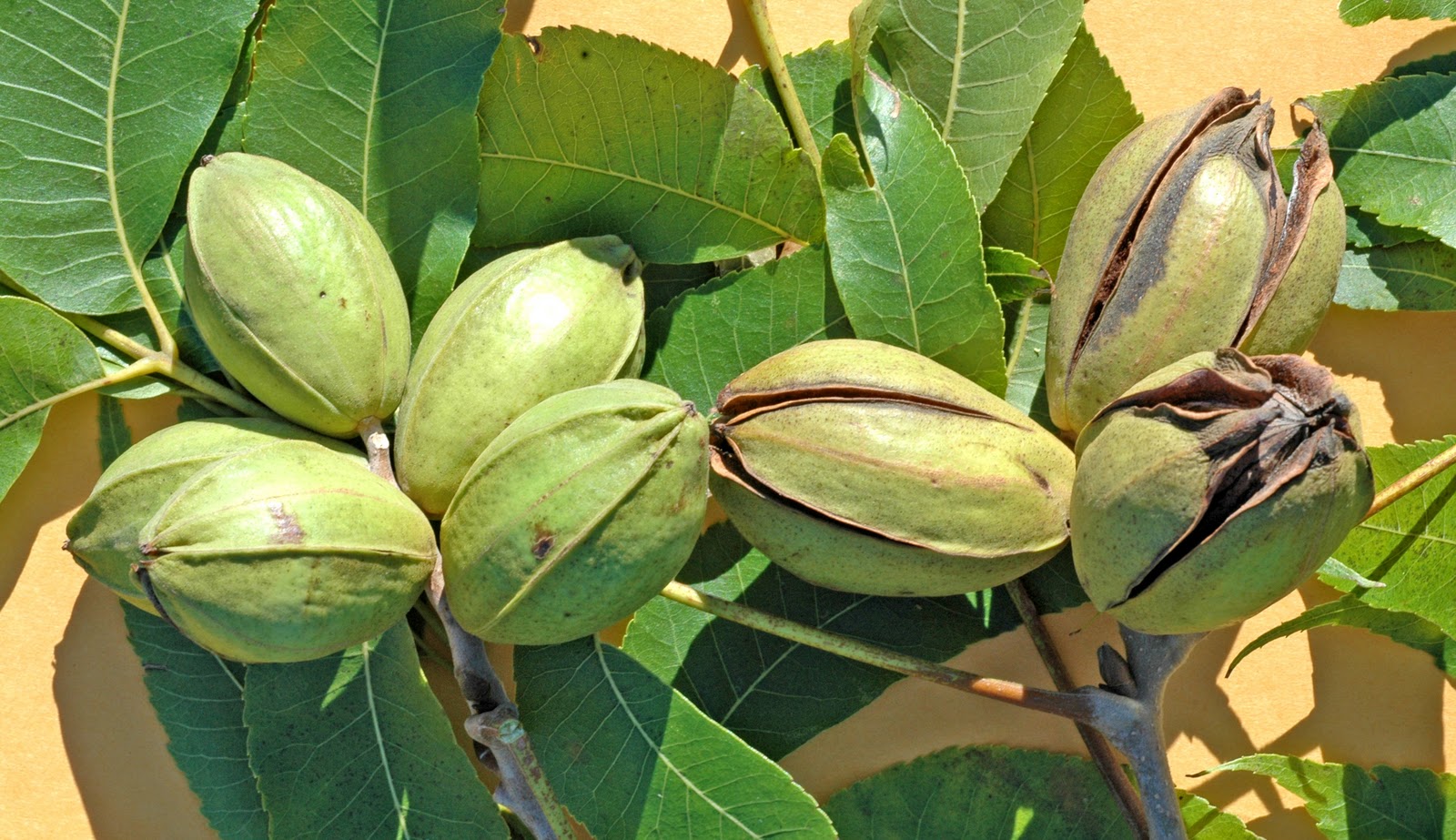 Northern Pecans Shuck split date and young pecan trees