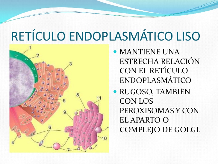 Retículo Endoplasmatico Liso