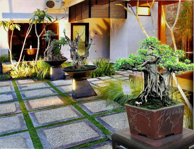 PRIORITAS UTAMA AGAR BONSAI DI POT TERLIHAT CANTIK