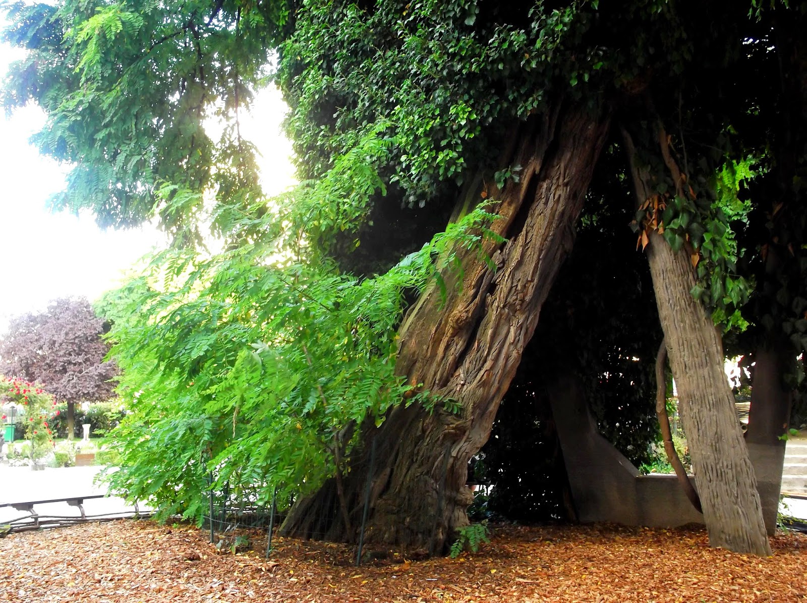 Paris Insolite 75 Le plus vieil arbre de Paris