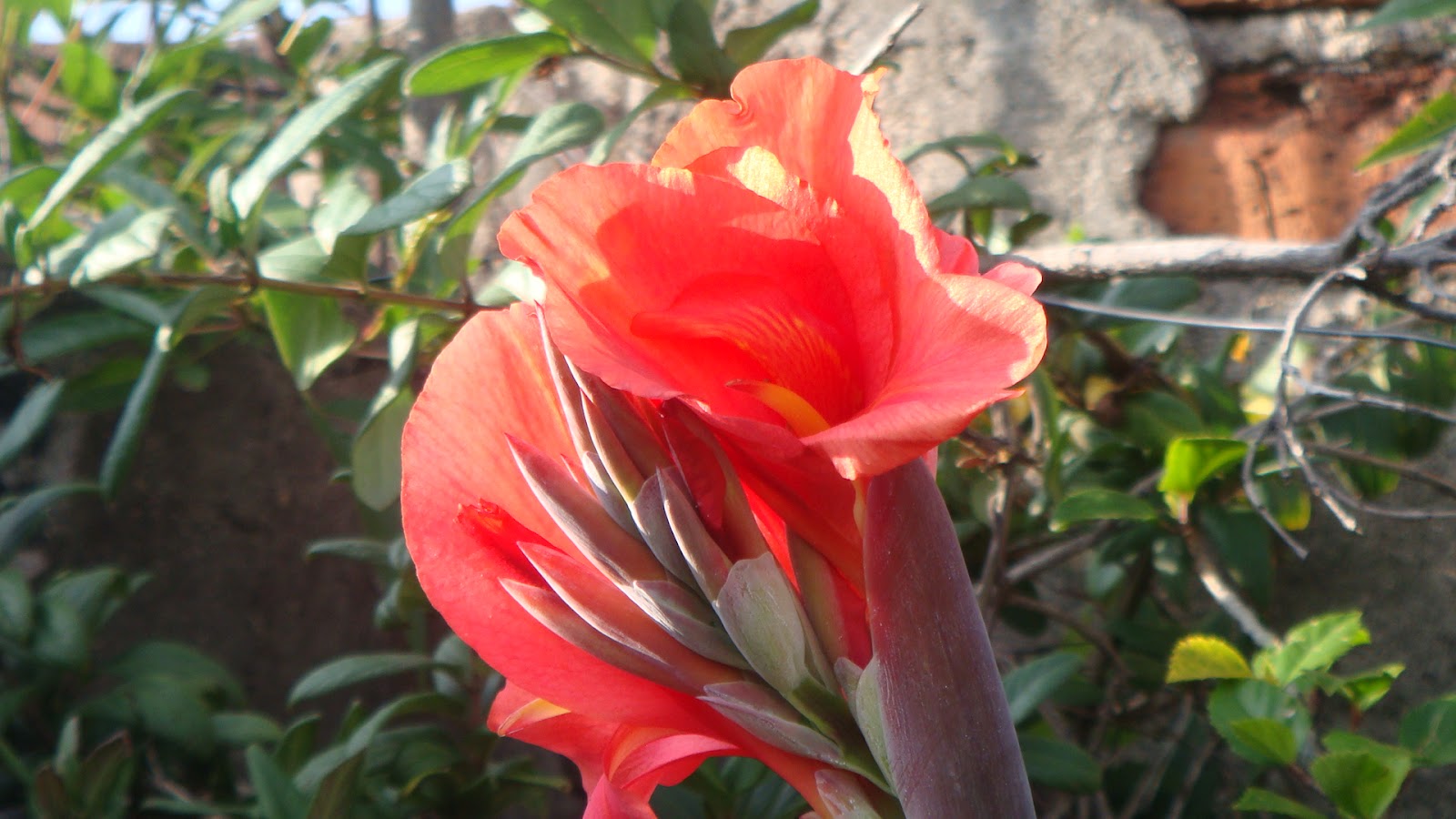Jardin mexicano: Flor en retoño