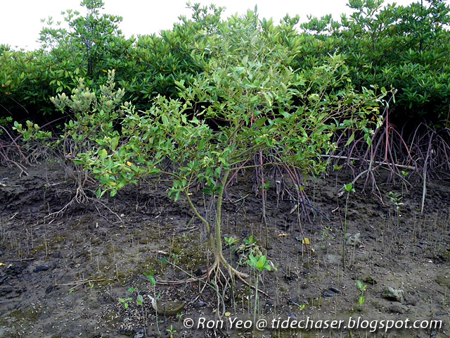 tHE tiDE cHAsER: Api-api Jambu (Avicennia marina)