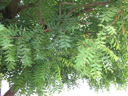 موقع الدكتور أحمد كلحى موسوعة علم النبات قائمة الأشجار شجرة النيم