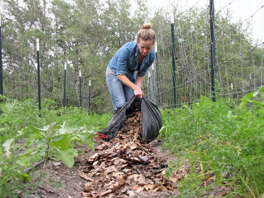 Ventajas de utilizar el acolchado en el huerto Mulching mantillo Plantas