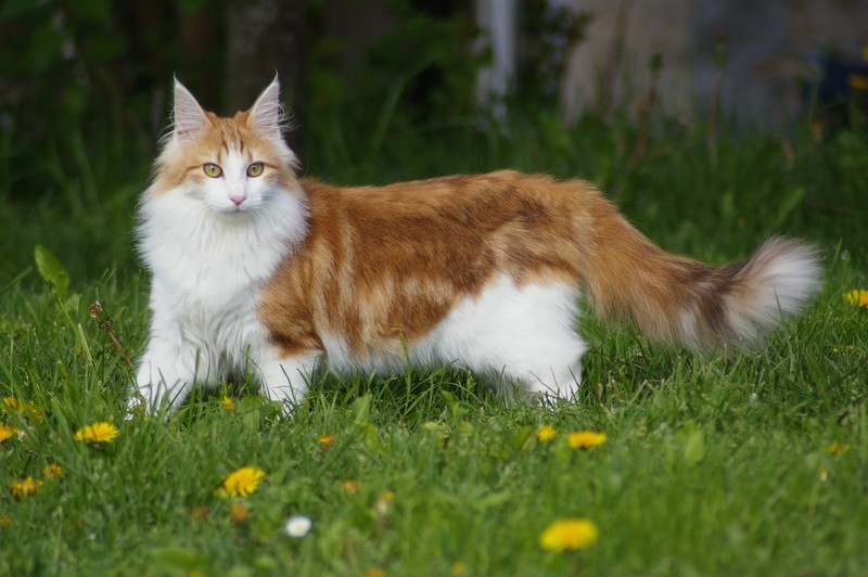 cat-picture-and-information