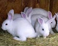 Mengetahui Klasifikasi dan Morfologi Kelinci