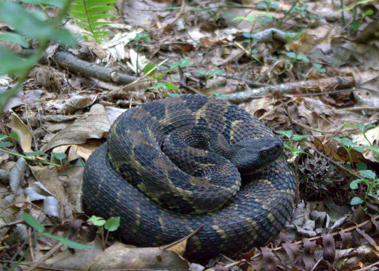 Timber rattlesnake in the Great Smoky Mountains National Park
