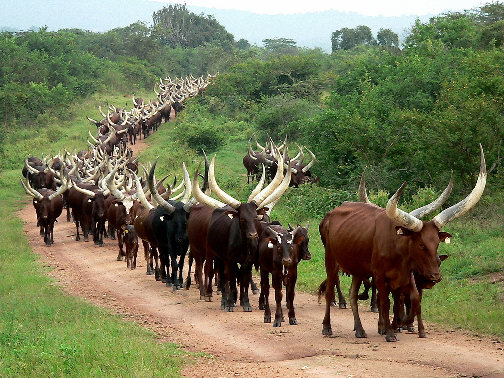 ankole cattle horned herd grazing roadside safaris jewel trekking areas