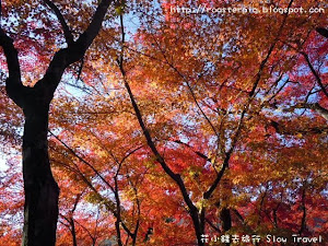 2013年關西紅葉總結  經歷了炎熱的夏天和初秋，10月部份日子氣溫接近30度，甚至有櫻花開花，伸延閱讀:  10月看櫻花?日本天氣大亂 。   與2012年相比，2013年關西地區的紅葉較遲變色，受到11月25日及12月10日的惡劣天氣影響，2013年落葉時間與2012年遲大約...