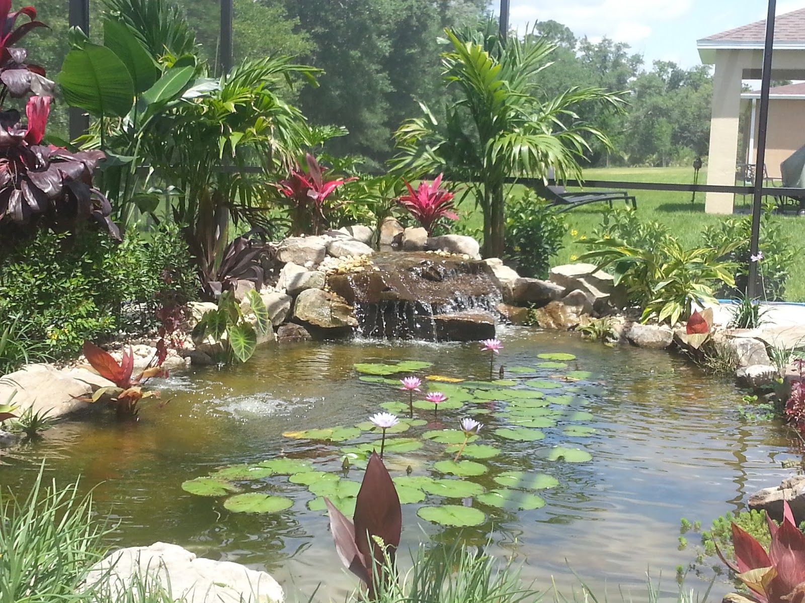 can-you-have-a-koi-pond-in-florida-5.jpg