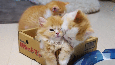 Funny cats - part 344, best cute cat picture, funny cat photo and gif, cat gifs