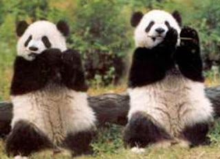  Panda Lucu dari Tiongkok Animals Box