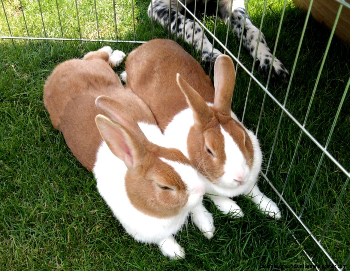 Pair of Lovely Yellow Dutch Rabbits  Clacton On Sea Es