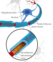 Myelination of neurons