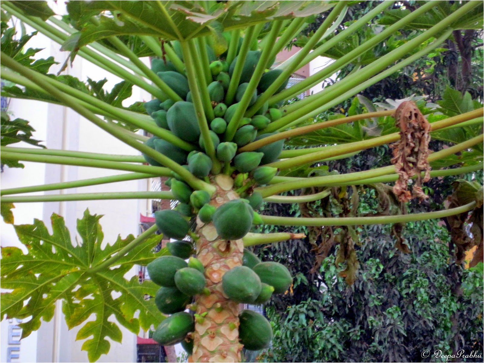 Papaya Random Photography