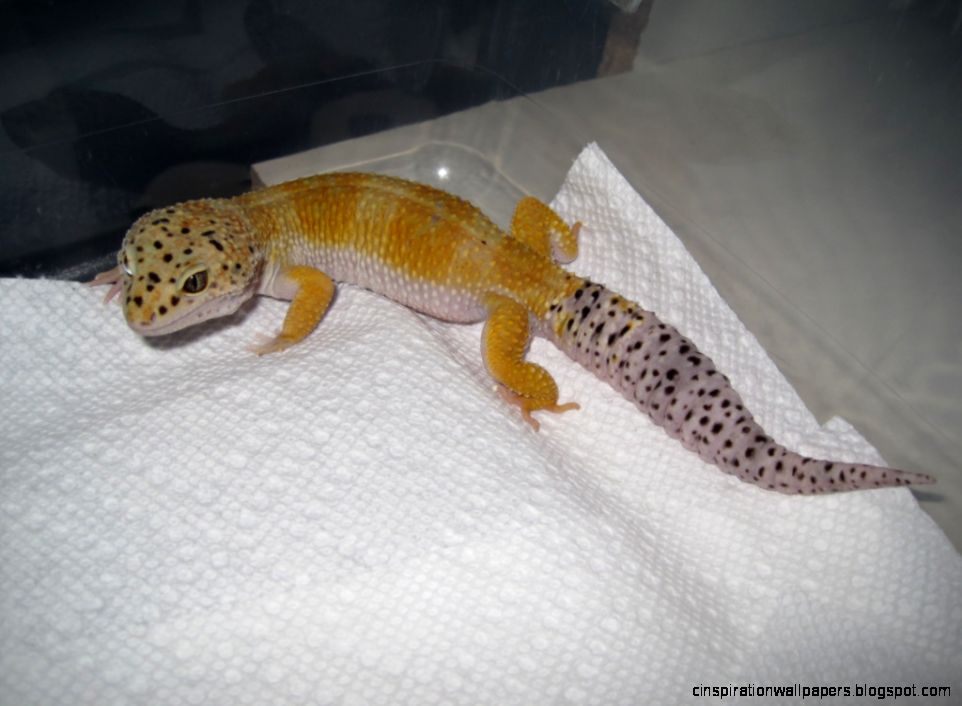 Raptor Leopard Gecko