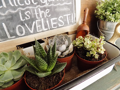 The Quaint Sanctuary:  DIY Succulent Garden 