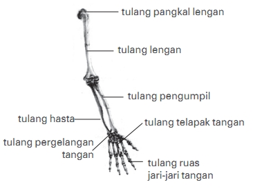 3 Bagian Rangka Manusia Lengkap Beserta Fungsinya